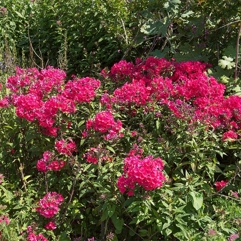 Butterfly Buffet Plant Collection