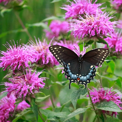 Sugar Buzz® Bubblegum Blast Bee Balm