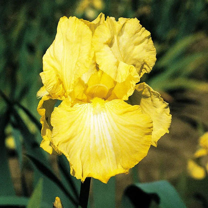 Blueberry Lemonade Bearded Iris Collection