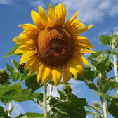 Mammoth Grey Stripe sunflower in full bloom