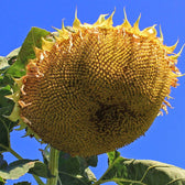 Mongolian Giant sunflower bloom