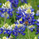 Texas Bluebonnet Seeds