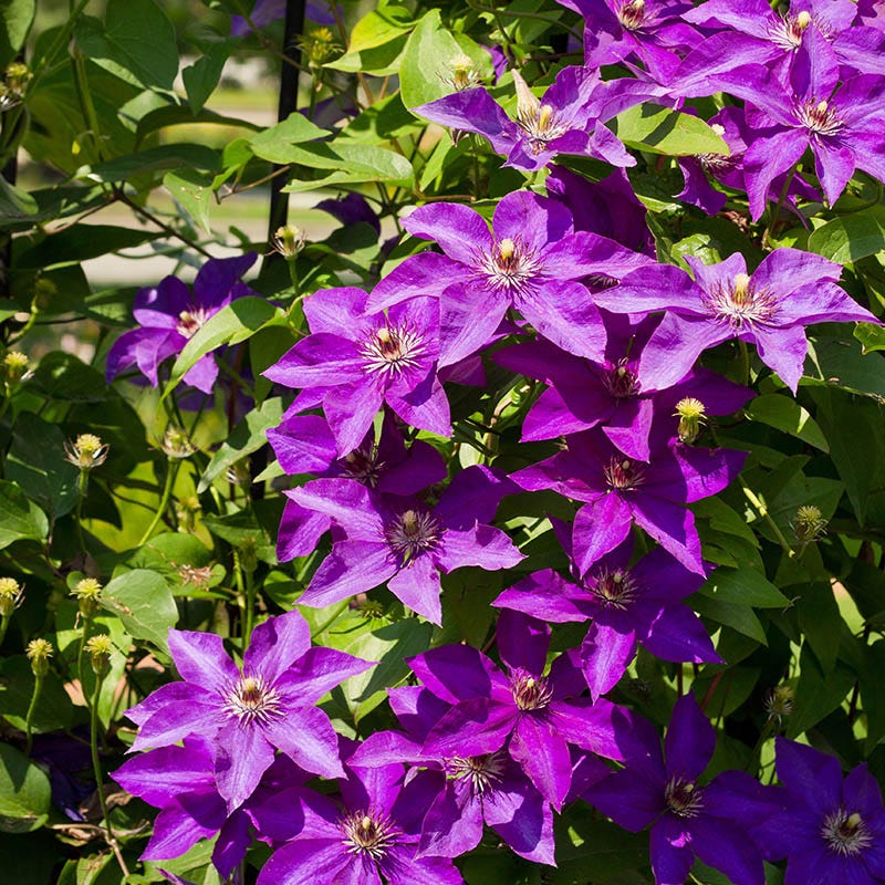 The President Clematis Vine