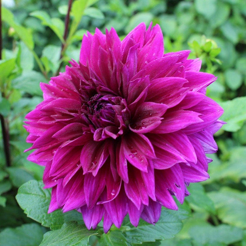 Popsicle Dahlia Collection