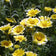 Tidy Tips Seeds