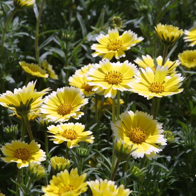 Yellow Wildflower Seed Mix
