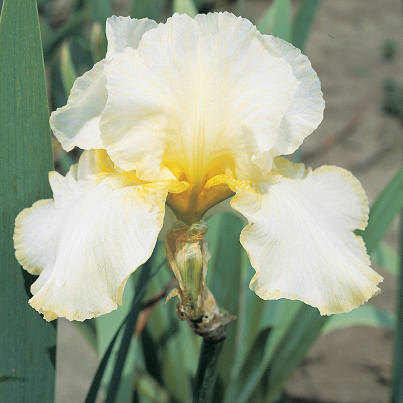 Repeat Performance Bearded Iris Collection