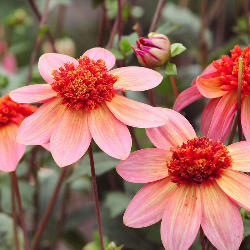Totally Tangerine Anemone Dahlia