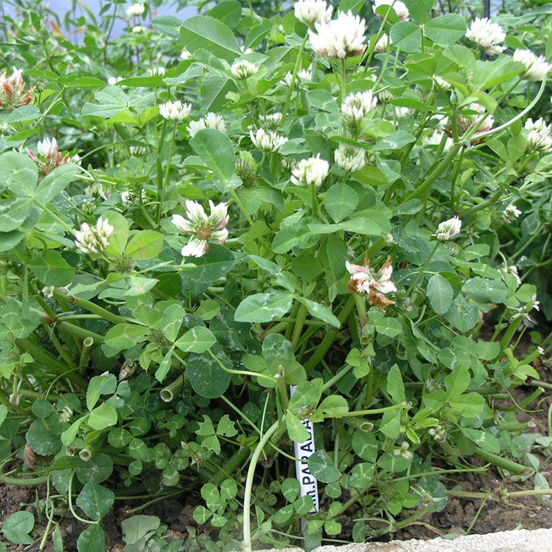 Pollinator Cover Crop Seed Mix