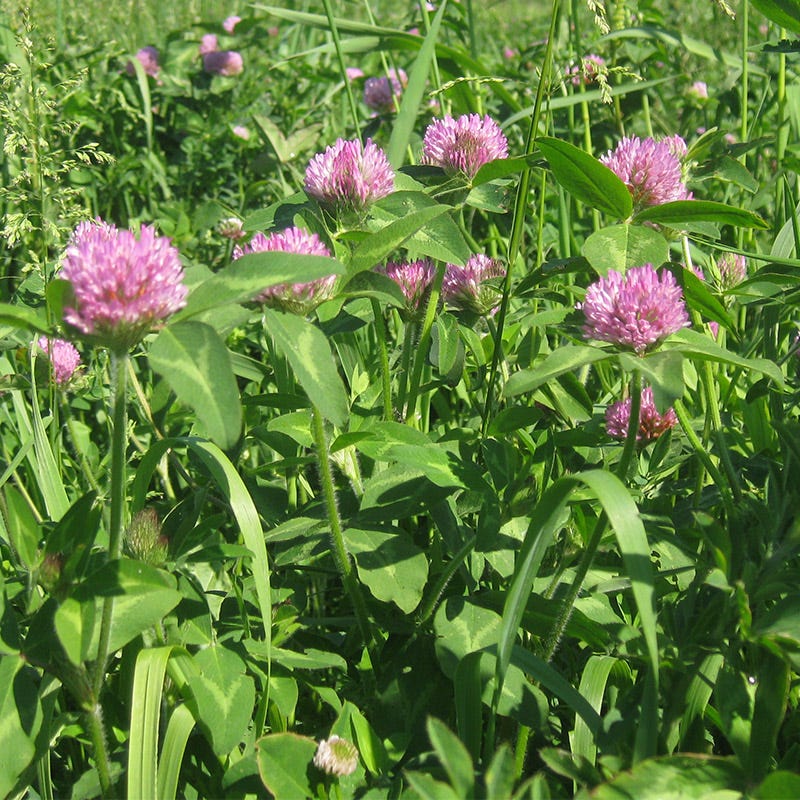 Medium Red Clover Seeds