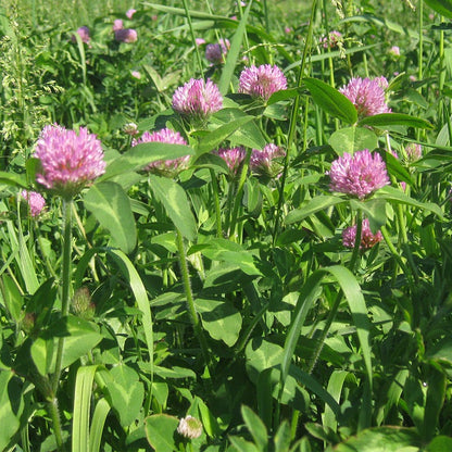 Medium Red Clover Seeds