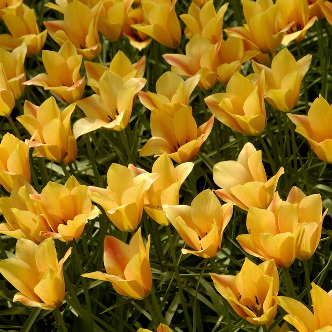 Naturalizing Wild Tulip Bulb Collection