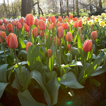 Apricot Impression Darwin Tulip