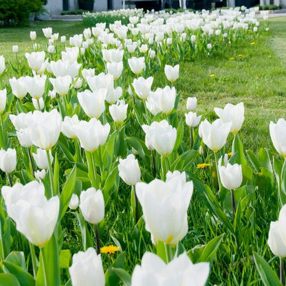 White Emperor Tulip