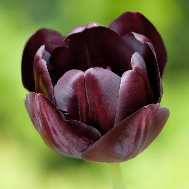 Passion Tulip Flower Bulb Collection