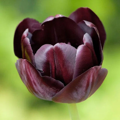 Passion Tulip Flower Bulb Collection