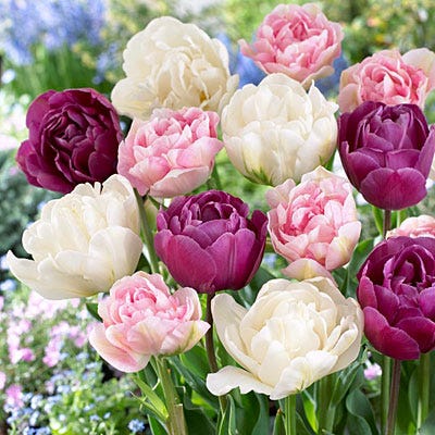 Double Late Tulip Mix