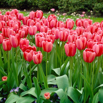 Pink Impression Darwin Tulip