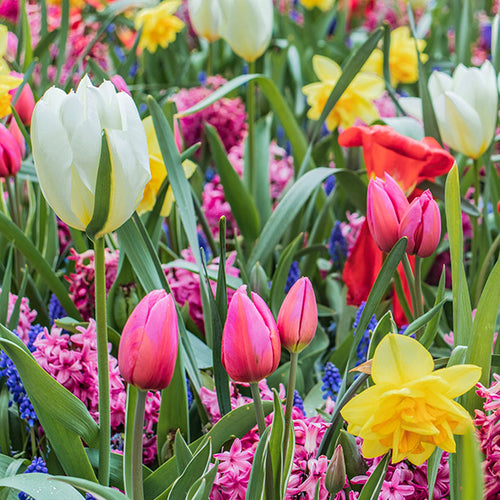 Fall-Planted Bulb Collections
