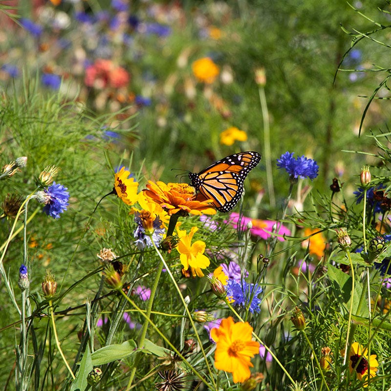 Value Bulk Wildflower Seed Mix