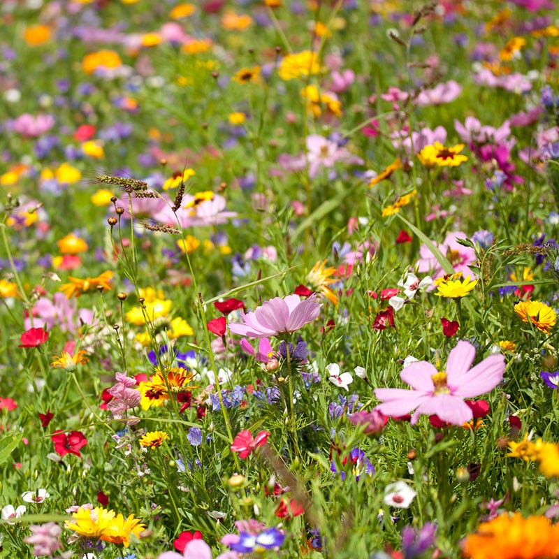 Value Bulk Wildflower Seed Mix