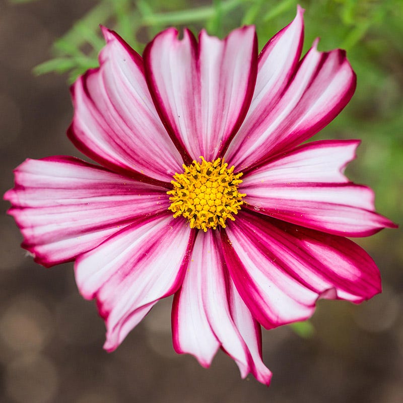 Velouette Cosmos Seeds