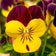 Viola cornuta 'Helen Mount'