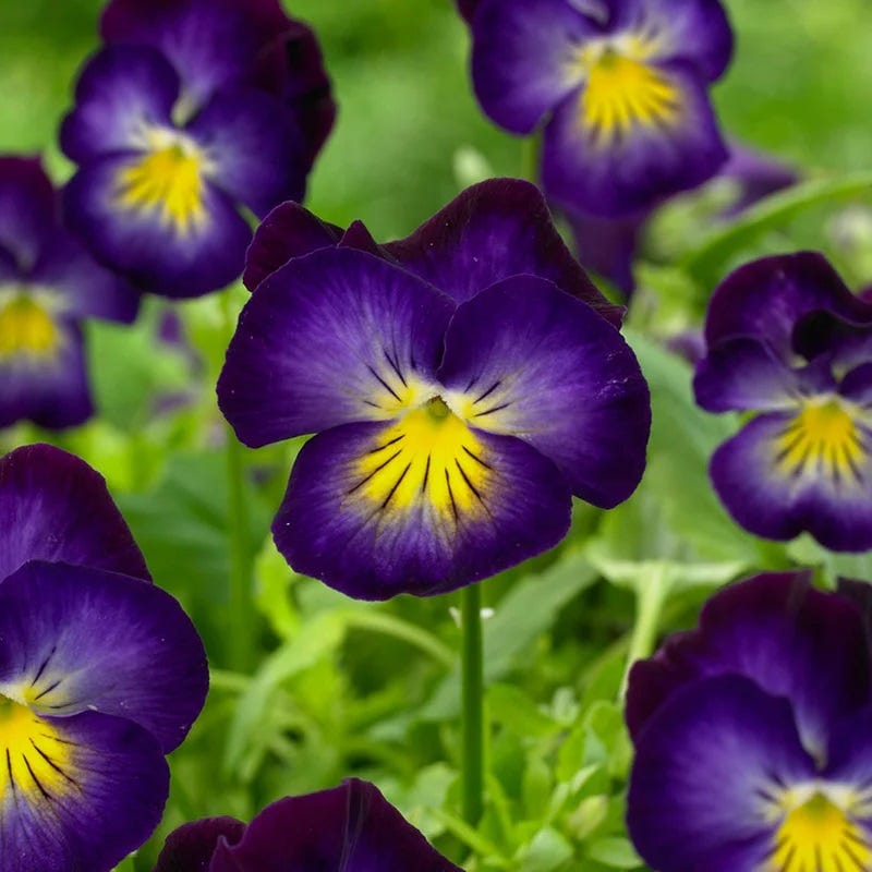 Jewelbox Shade Plant Collection