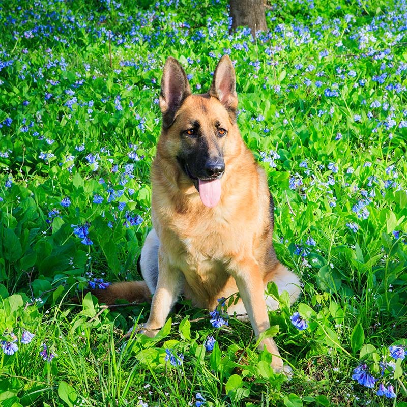 Virginia Bluebells