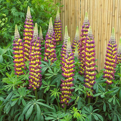 West Country™ Manhattan Lights Lupine