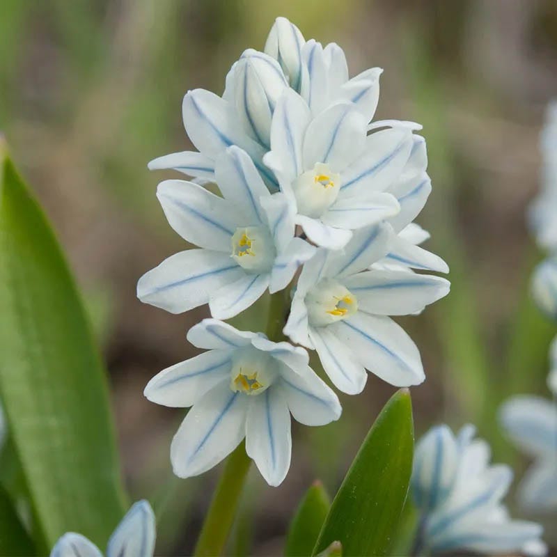 Naturalizing Lawn Bulb Collection