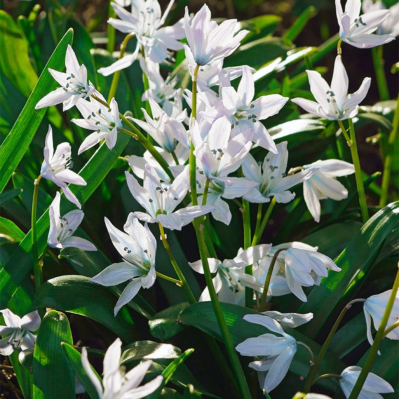 Princess Garden Bulb Collection