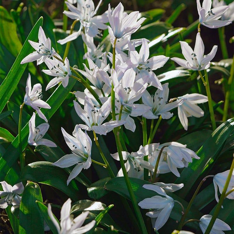 Precious Pearls Bulb Collection