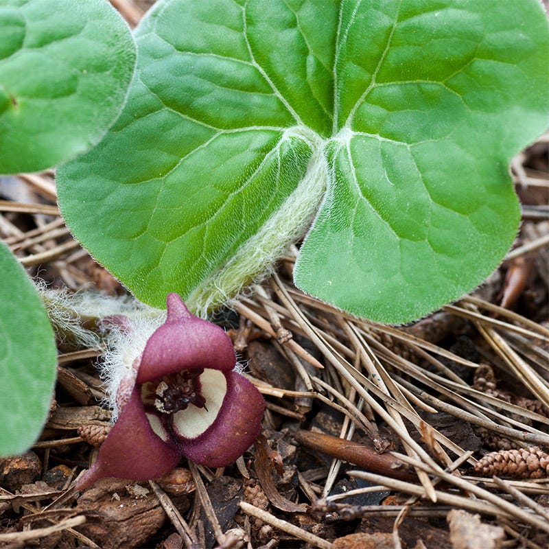 Arrow Leaf Ginger