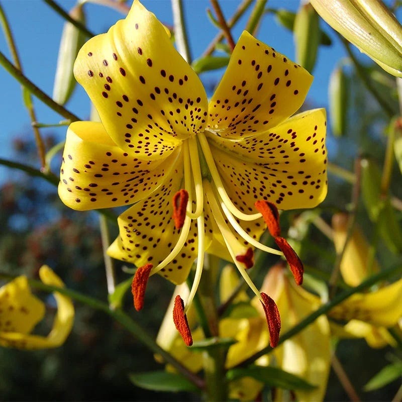 Limited Edition Hummingbird Lovers Bulb Collection
