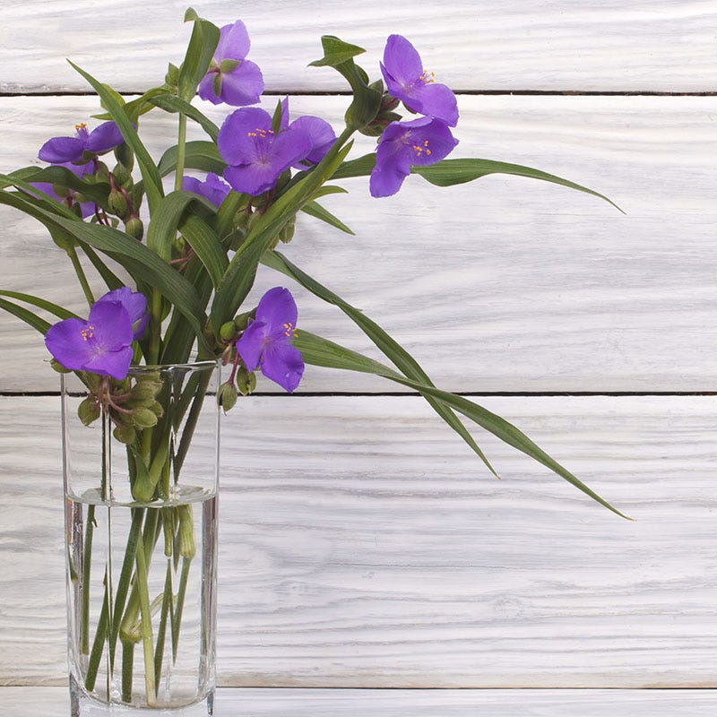 Wild Spiderwort