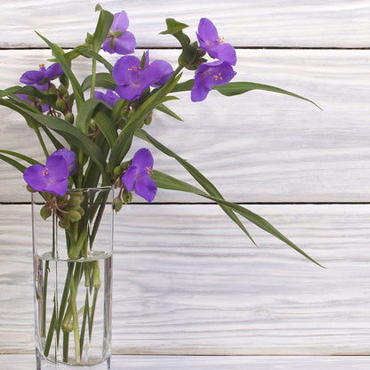 Wild Spiderwort