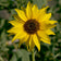 Wild Sunflower Seeds