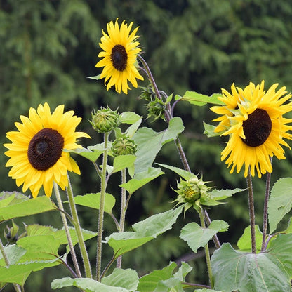 Wild Sunflower Seeds