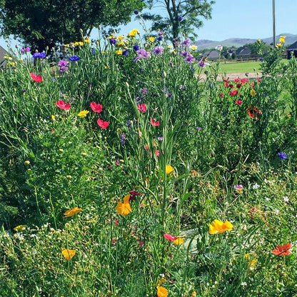 South Carolina Select Wildflower Seed Mix