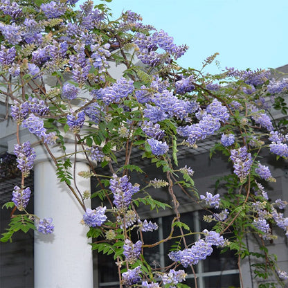 Amethyst Falls Wisteria Vine