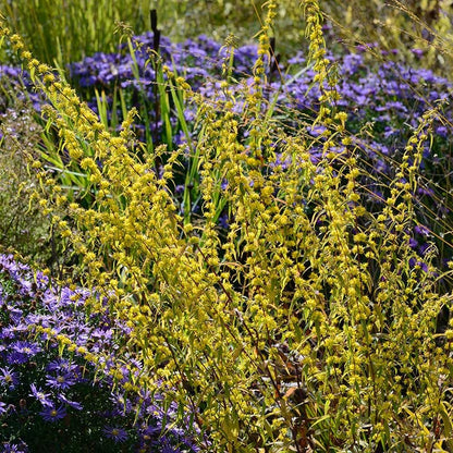 Wreath Goldenrod
