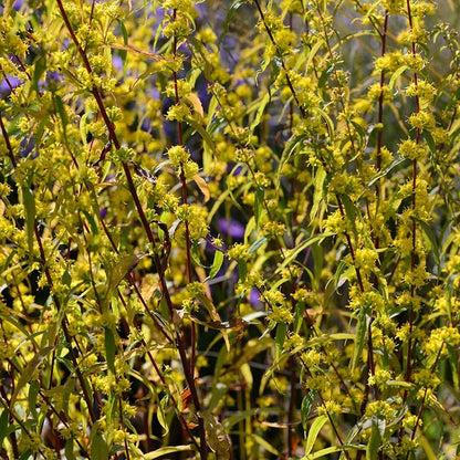 Wreath Goldenrod