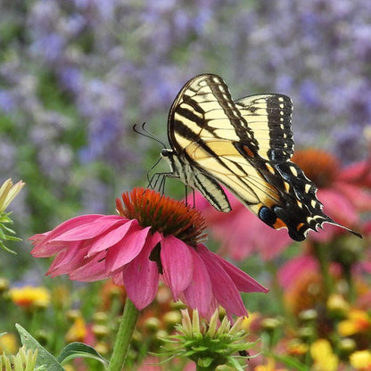 PowWow® Wild Berry Echinacea