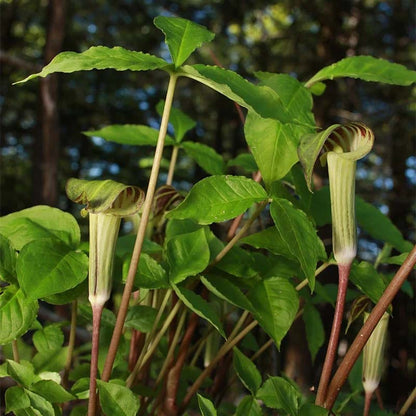 Jack in the Pulpit