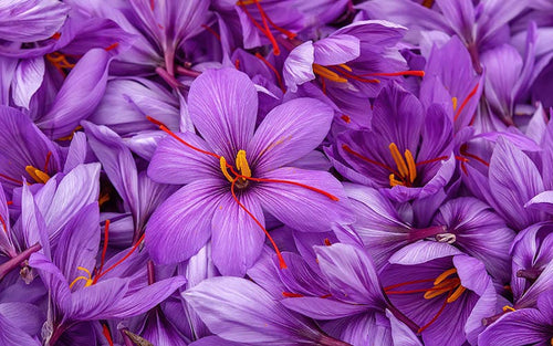 Saffron Corcus bloom with beautiful purple flower in fall, and offer a flavorful spice each flower's stigmas.