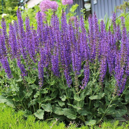 May Night Salvia