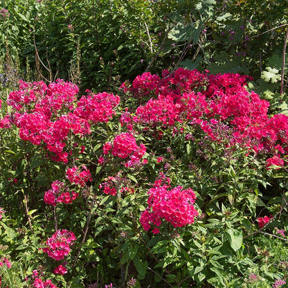 Starfire Phlox