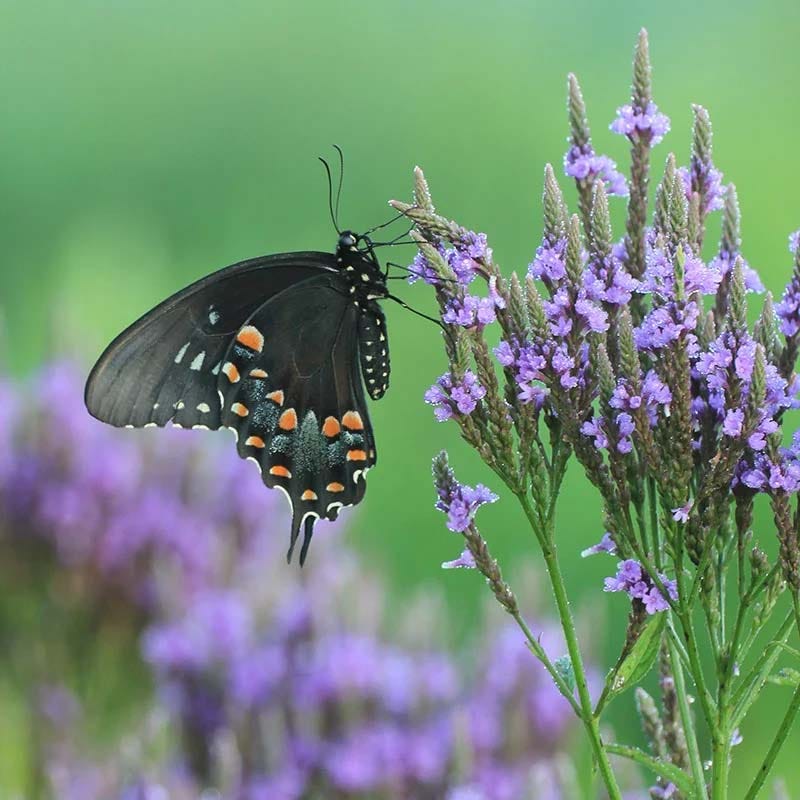 Blue Vervain