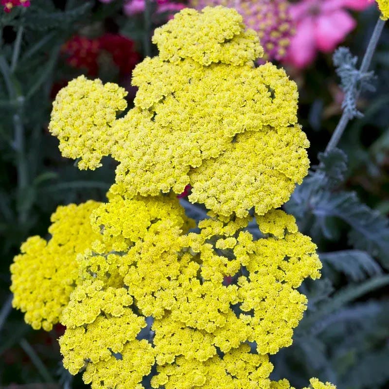 Little Moonshine Yarrow
